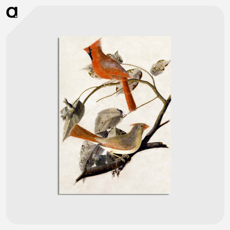 アートポストカード-Cardinal Grosbeak
 - ジョン ジェームス オーデュボン Postcard.