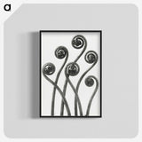 1-1_Karl-Blossfeldt_blk-crop