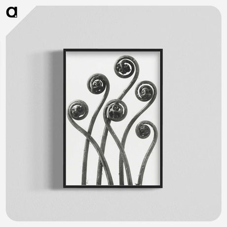 1-1_Karl-Blossfeldt_blk-crop