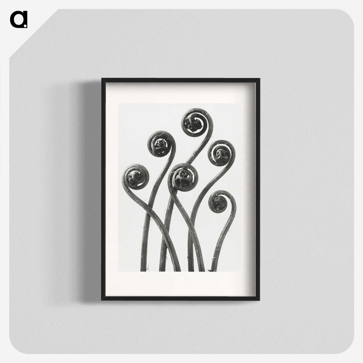 1-1_Karl-Blossfeldt_blk