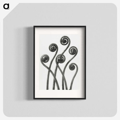 1-1_Karl-Blossfeldt_blk