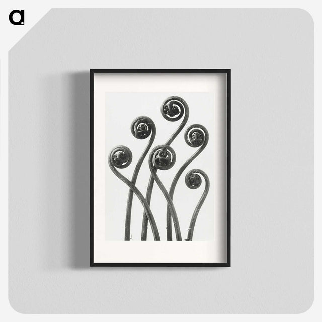 1-1_Karl-Blossfeldt_blk