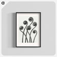 アートポスター-Adiantum pedatum (American Maiden-hair Fern) young fronds enlarged 8 times from Urformen der Kunst by Karl Blossfeldt - カール ブロスフェルト Poster.
