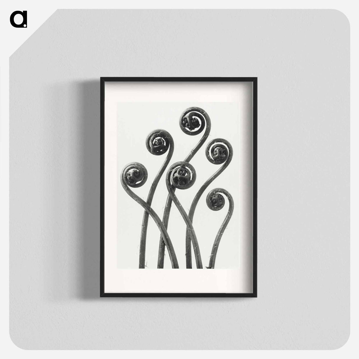 アートポスター-Adiantum pedatum (American Maiden-hair Fern) young fronds enlarged 8 times from Urformen der Kunst by Karl Blossfeldt - カール ブロスフェルト Poster.