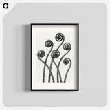 アートポスター-Adiantum pedatum (American Maiden-hair Fern) young fronds enlarged 8 times from Urformen der Kunst by Karl Blossfeldt - カール ブロスフェルト Poster.