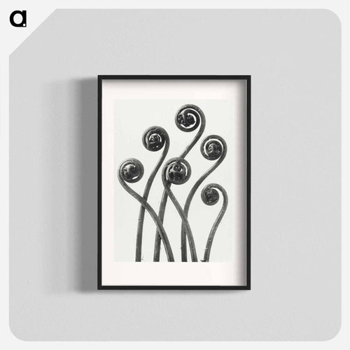 Adiantum pedatum (American Maiden-hair Fern) young fronds enlarged 8 times from Urformen der Kunst by Karl Blossfeldt - カール ブロスフェルト Poster.