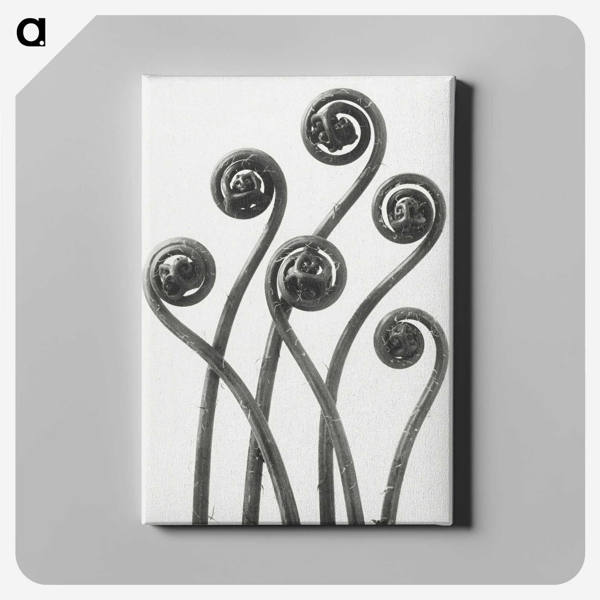 1-1_Karl-Blossfeldt_canvas