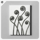 1-1_Karl-Blossfeldt_canvas