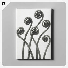 1-1_Karl-Blossfeldt_canvas