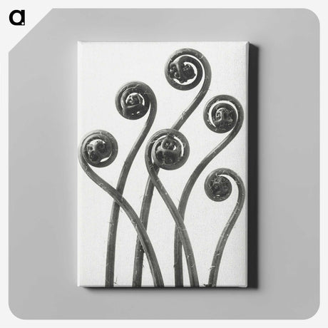 1-1_Karl-Blossfeldt_canvas