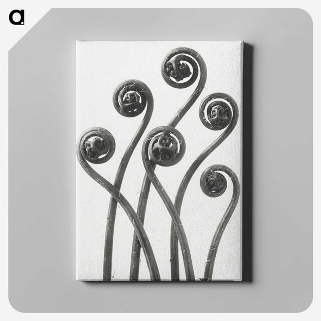 1-1_Karl-Blossfeldt_canvas