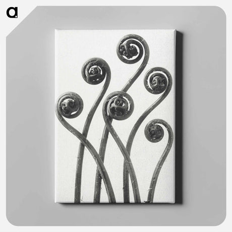 アートパネル-Adiantum pedatum (American Maiden-hair Fern) young fronds enlarged 8 times from Urformen der Kunst by Karl Blossfeldt - カール ブロスフェルト Canvas.