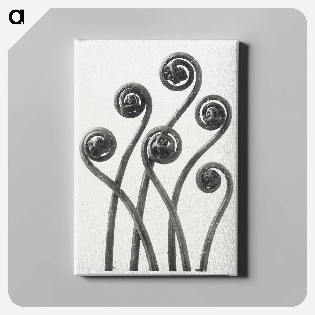 Adiantum pedatum (American Maiden-hair Fern) young fronds enlarged 8 times from Urformen der Kunst by Karl Blossfeldt - カール ブロスフェルト Canvas.