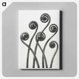 Adiantum pedatum (American Maiden-hair Fern) young fronds enlarged 8 times from Urformen der Kunst by Karl Blossfeldt - カール ブロスフェルト Canvas.