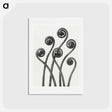 アートポストカード-Adiantum pedatum (American Maiden-hair Fern) young fronds enlarged 8 times from Urformen der Kunst by Karl Blossfeldt - カール ブロスフェルト Postcard.