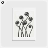アートポストカード-Adiantum pedatum (American Maiden-hair Fern) young fronds enlarged 8 times from Urformen der Kunst by Karl Blossfeldt - カール ブロスフェルト Postcard.