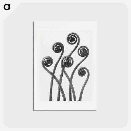 アートポストカード-Adiantum pedatum (American Maiden-hair Fern) young fronds enlarged 8 times from Urformen der Kunst by Karl Blossfeldt - カール ブロスフェルト Postcard.