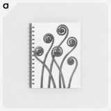 1-1_Karl-Blossfeldt_memo