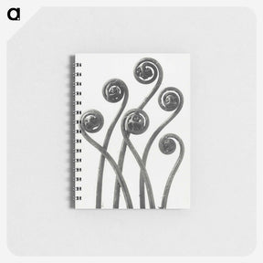 1-1_Karl-Blossfeldt_memo