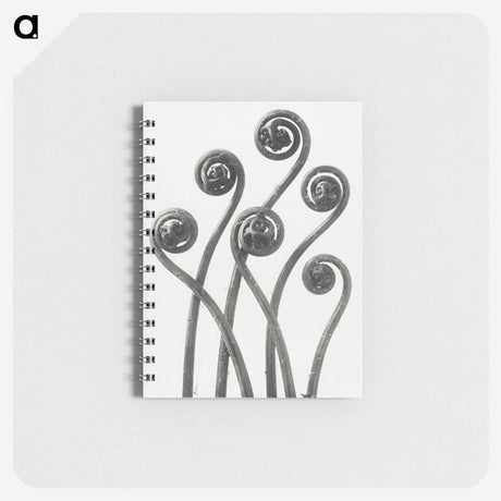 1-1_Karl-Blossfeldt_memo