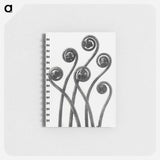 アートメモ帳-Adiantum pedatum (American Maiden-hair Fern) young fronds enlarged 8 times from Urformen der Kunst by Karl Blossfeldt - カール ブロスフェルト Memo.