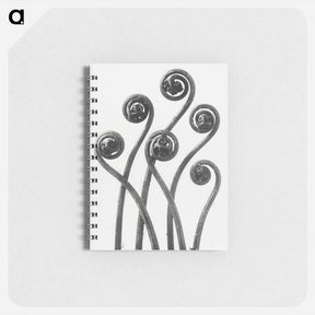アートメモ帳-Adiantum pedatum (American Maiden-hair Fern) young fronds enlarged 8 times from Urformen der Kunst by Karl Blossfeldt - カール ブロスフェルト Memo.