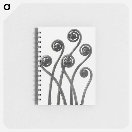 アートメモ帳-Adiantum pedatum (American Maiden-hair Fern) young fronds enlarged 8 times from Urformen der Kunst by Karl Blossfeldt - カール ブロスフェルト Memo.