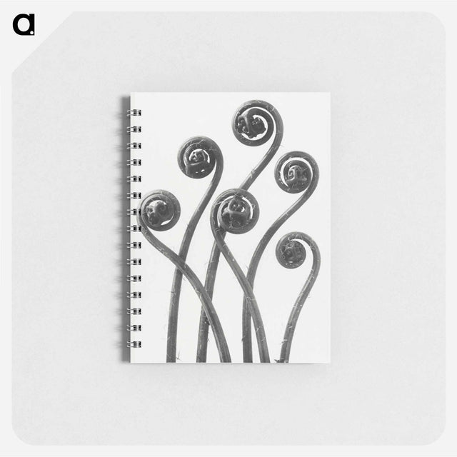 アートメモ帳-Adiantum pedatum (American Maiden-hair Fern) young fronds enlarged 8 times from Urformen der Kunst by Karl Blossfeldt - カール ブロスフェルト Memo.