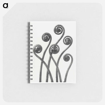 Adiantum pedatum (American Maiden-hair Fern) young fronds enlarged 8 times from Urformen der Kunst by Karl Blossfeldt - カール ブロスフェルト Memo.