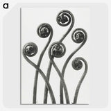 1-1_Karl-Blossfeldt_picture-crop