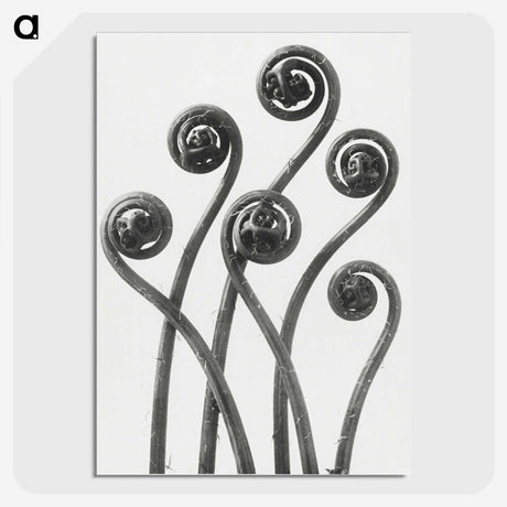 1-1_Karl-Blossfeldt_picture-crop