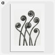 1-1_Karl-Blossfeldt_picture