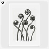 1-1_Karl-Blossfeldt_picture