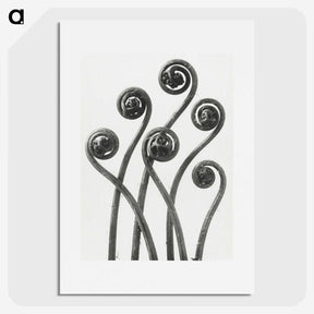 1-1_Karl-Blossfeldt_picture