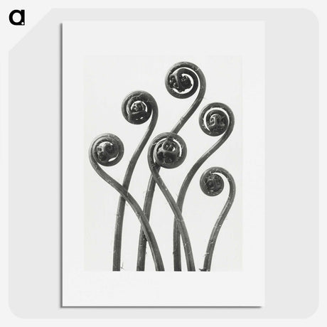 1-1_Karl-Blossfeldt_picture