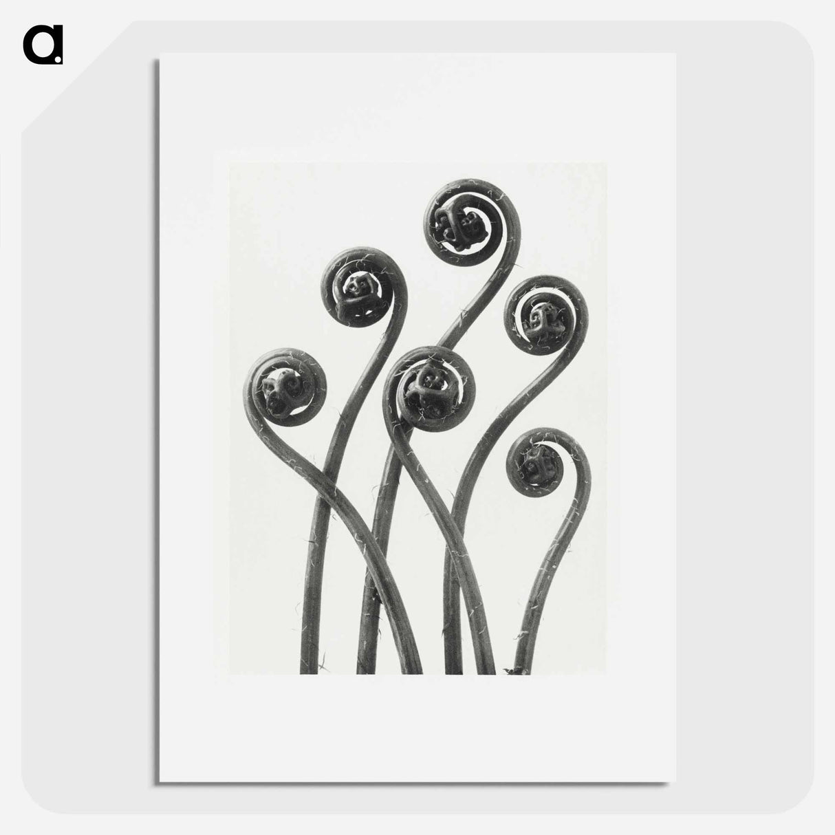 Adiantum pedatum (American maiden-hair fern) young fronds enlarged 8 times from Urformen der Kunst by Karl Blossfeldt - Karl Blossfeldt Poster.