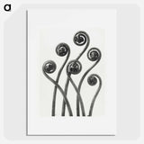 Adiantum pedatum (American Maiden-hair Fern) young fronds enlarged 8 times from Urformen der Kunst by Karl Blossfeldt - カール ブロスフェルト Poster.