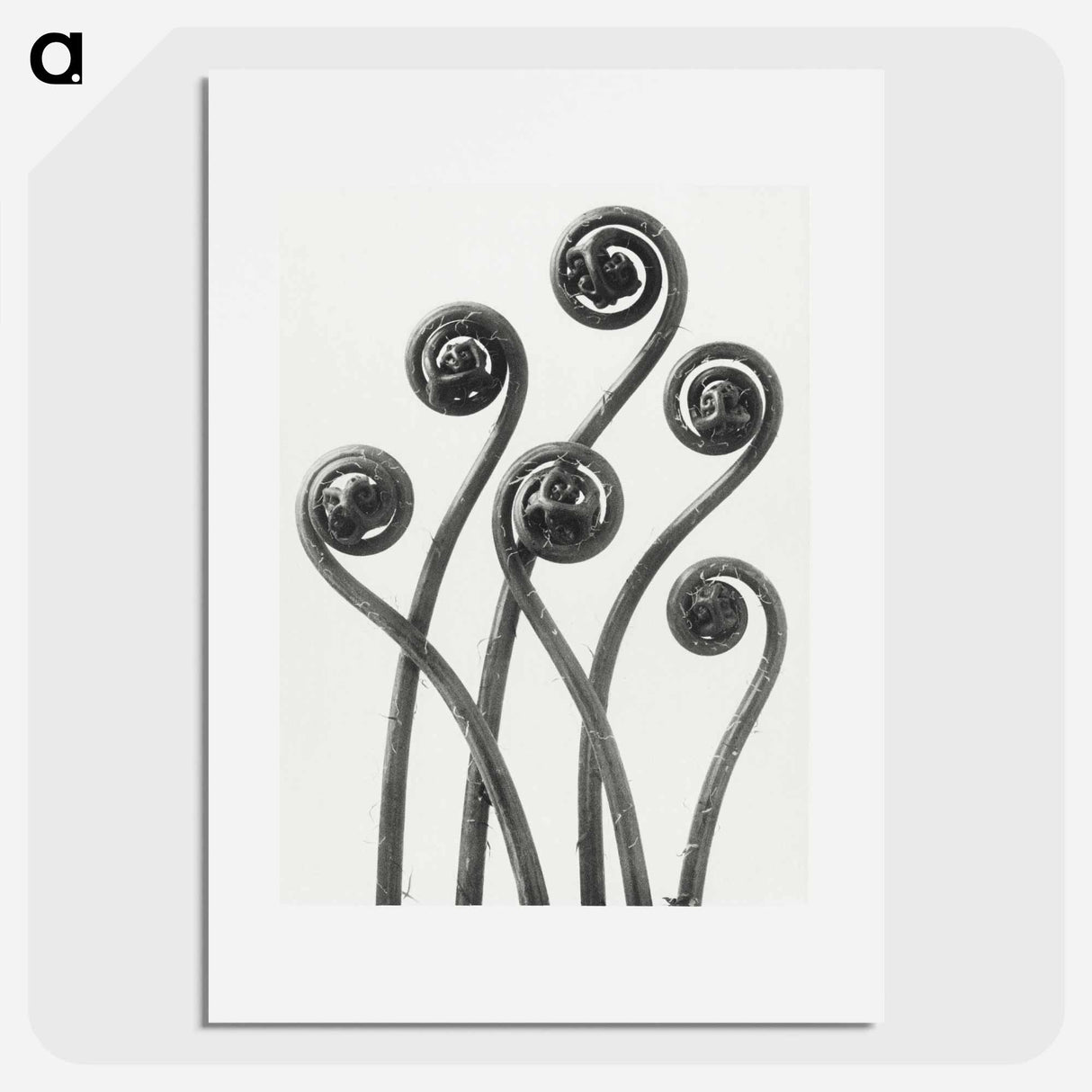アートポスター-Adiantum pedatum (American Maiden-hair Fern) young fronds enlarged 8 times from Urformen der Kunst by Karl Blossfeldt - カール ブロスフェルト Poster.