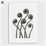 アートポスター-Adiantum pedatum (American Maiden-hair Fern) young fronds enlarged 8 times from Urformen der Kunst by Karl Blossfeldt - カール ブロスフェルト Poster.