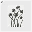 1-1_Karl-Blossfeldt_postcard
