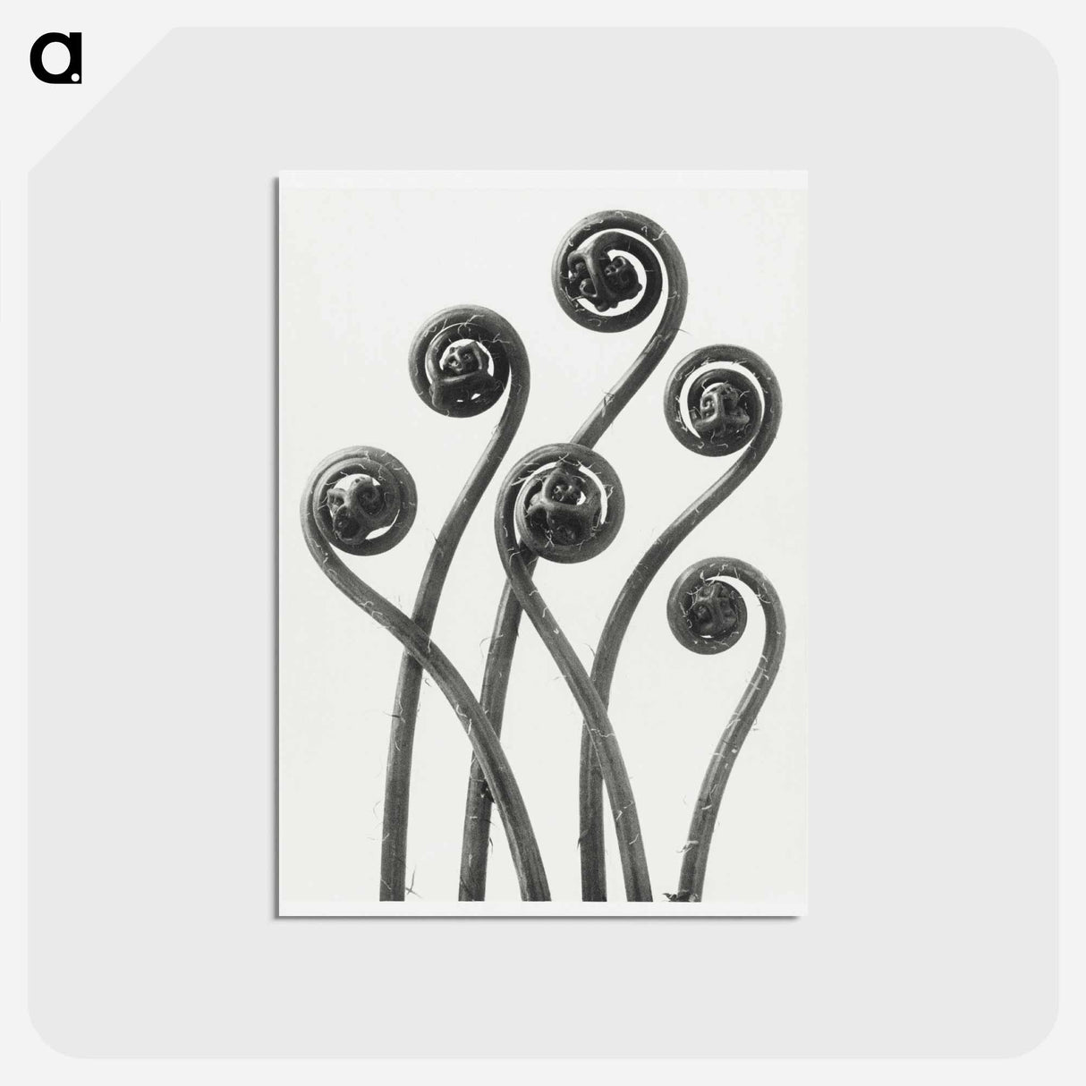 アートポストカード-Adiantum pedatum (American Maiden-hair Fern) young fronds enlarged 8 times from Urformen der Kunst by Karl Blossfeldt - カール ブロスフェルト Postcard.