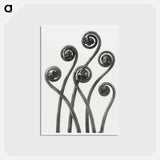 アートポストカード-Adiantum pedatum (American Maiden-hair Fern) young fronds enlarged 8 times from Urformen der Kunst by Karl Blossfeldt - カール ブロスフェルト Postcard.