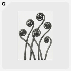 1-1_Karl-Blossfeldt_postcard