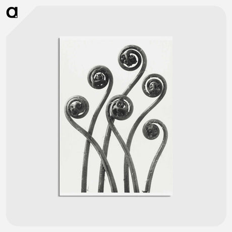 アートポストカード-Adiantum pedatum (American Maiden-hair Fern) young fronds enlarged 8 times from Urformen der Kunst by Karl Blossfeldt - カール ブロスフェルト Postcard.