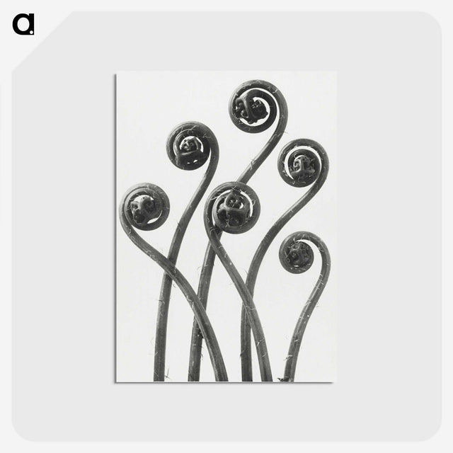 1-1_Karl-Blossfeldt_postcard