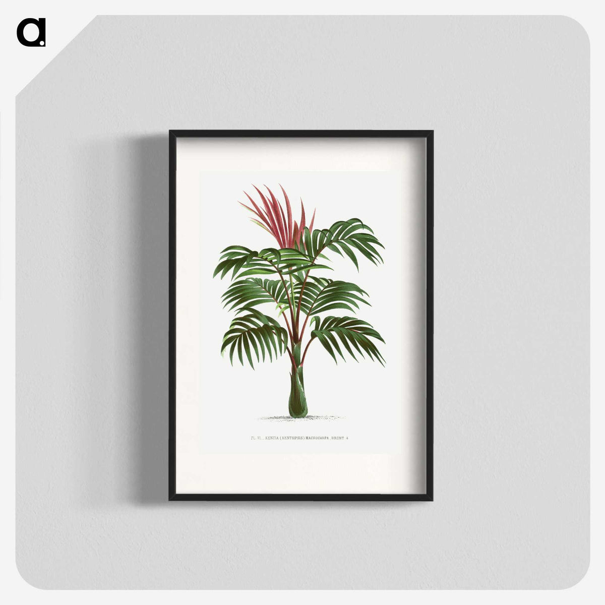 1-1_Les-Palmiers-Histoire-Iconographique_blk