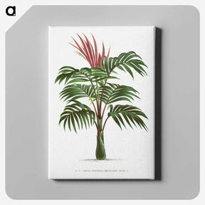 1-1_Les-Palmiers-Histoire-Iconographique_canvas