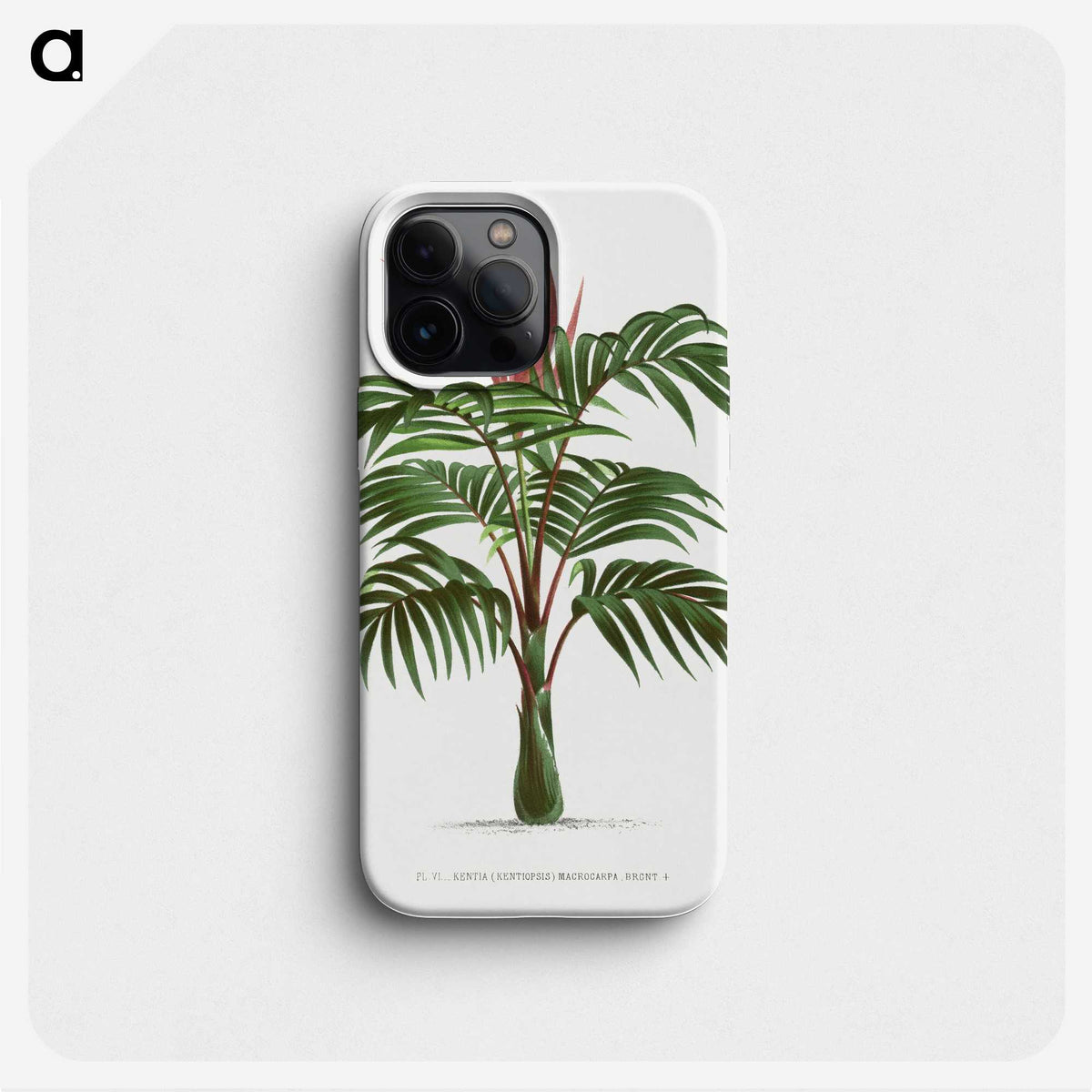 1-1_Les-Palmiers-Histoire-Iconographique_phone