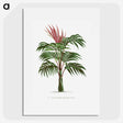 1-1_Les-Palmiers-Histoire-Iconographique_picture