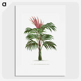 1-1_Les-Palmiers-Histoire-Iconographique_picture